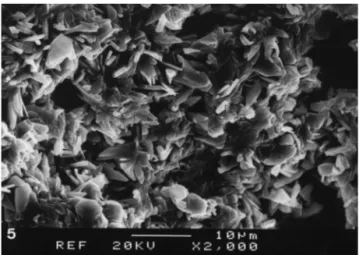 Fig. 5. SEM of the section surface of an implant after 2 weeks showing interconnected crystals with pores within the matrix