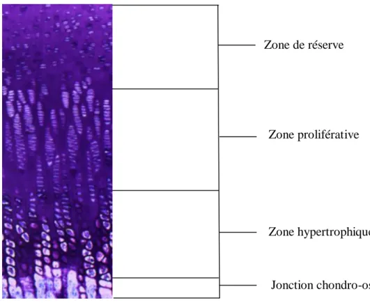 Figure 1.2 Structure de la plaque de croissance et ses zones histologiques  La zone de réserve 