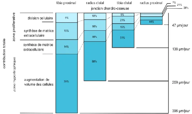 Figure 1.4 Contribution de chaque zone à la croissance quotidienne pour quatre types différents  d‘os chez le rat (image adaptée de [38])  