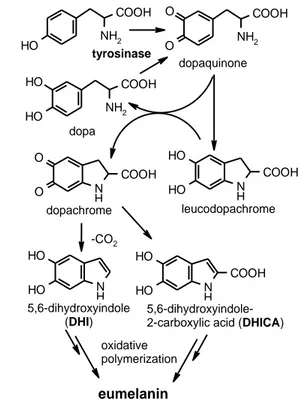 Figure 2.1 Raper-Mason scheme for the biosynthesis of eumelanin. Reprinted from Ref. [50].