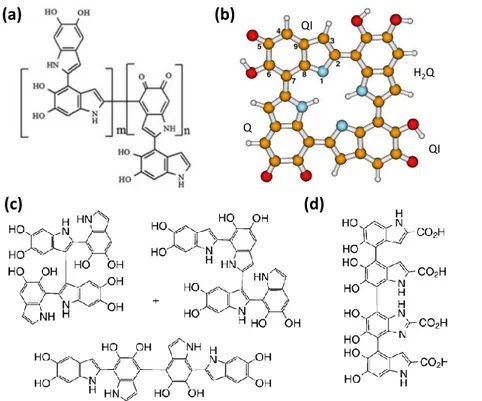 Figure 2.3 Examples for different macromolecular structures of eumelanin suggested in the literature: (a) polymer structure for eumelanin obtained from DHI, (b) and (c) tetramer structures for DHI, (d) tetramer structure for DHICA
