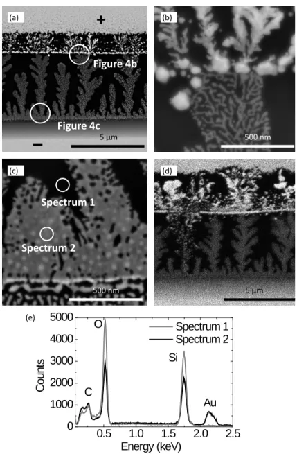 Figure 4.4 a) SEM images of the dendrites growing on the eumelanin film between the Au electrodes using the backscattered electron signal (BSE)