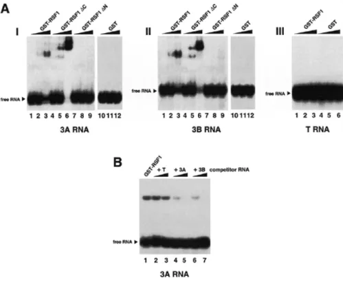 Figure 3. RSF1 specifically interacts through its RRM domain with 3A and 3B purine-rich sequences