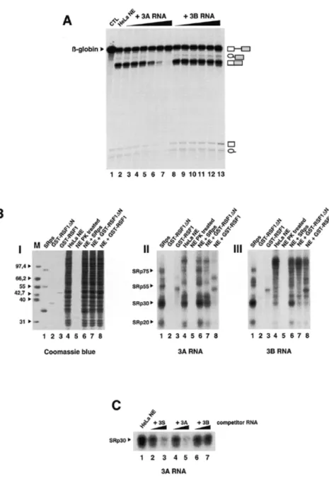 Figure 4. Splicing of  β -globin pre-mRNA in vitro is inhibited by competing amounts of 3A but not 3B RNA