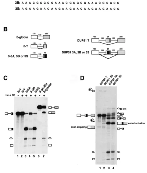 Figure 5. 3A and 3B sequences act as ESEs in vitro. (A) Nucleotide sequences of T, 3A, 3B and 3S RNAs