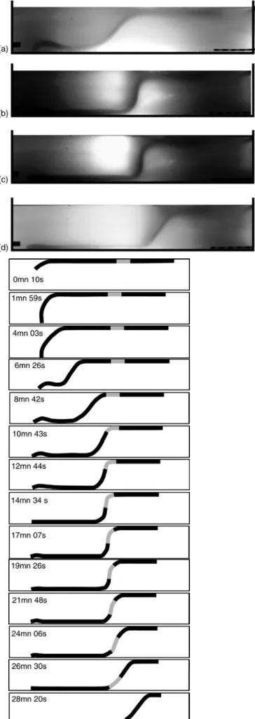 Figure  8: Line drawing of lateral views of  experiment 4. The light grey band marks  the position of the light ridge within the  plate