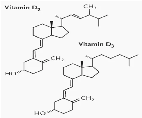 Figure 2.1: les deux formes de la vitamine D