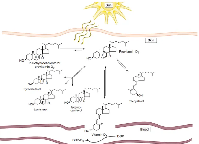 Figure 2.2: La bio-production de la vitamine D3 [10]