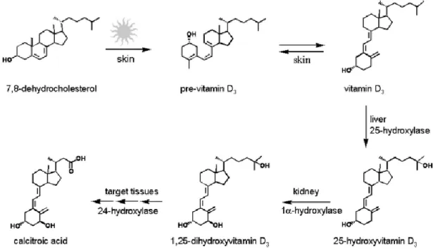 Figure 2.3: Métabolisme de la vitamine D3 [16] 
