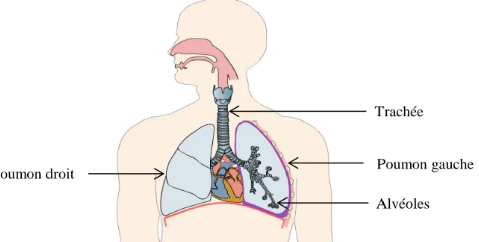 Figure 2.1: Le système respiratoire humain  (Source : http://www.biologieenflash.net) 