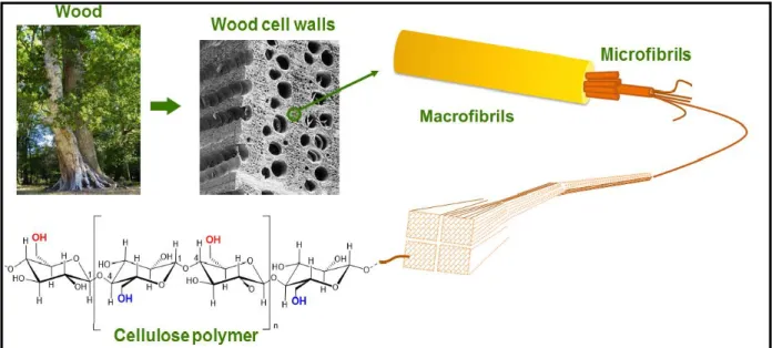 Figure 2.1.The chemical structural of the cellulose components from tree to the anhydroglucose  molecule  [50]