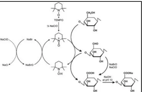 Figure  2.14.  The  surface  oxidation  of  CNC  to  carboxylate  groups  by  TEMPO  oxidation  in  water[116]