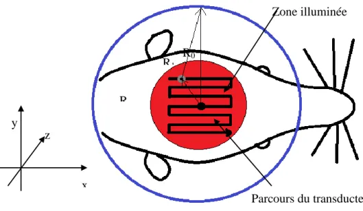 Figure 2-2 : Schéma du transducteur superposé à une tête de rat.  L’axe z sort du plan