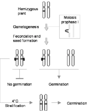Figure 5. MSUD model in atbp80a’ T-DNA 