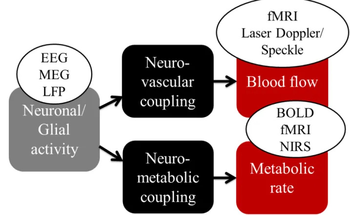 Figure  2-1:  Physiological  signal  detected  with  classical  functional  neuroimaging  techniques  (Huneau et al., 2015)