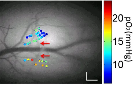 Figure  4-3:  Measured  PO 2   values  during  normoxia  (color  dots),  overlaid  with  a  grayscale 