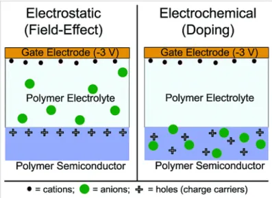 Figure  2.11.  Cross-sections  of  polymer  EG  transistors  showing  the  difference  between  (a)  electrostatic FET and (b) electrochemical doping ECT 7 