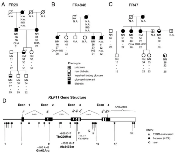 Fig. 2. Identification of KLF11 vari-