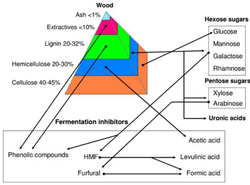 Figure 1. 4 Composition of wood, and list of compounds generated from dilute-acid hydrolysis  (Alriksson, 2006) 