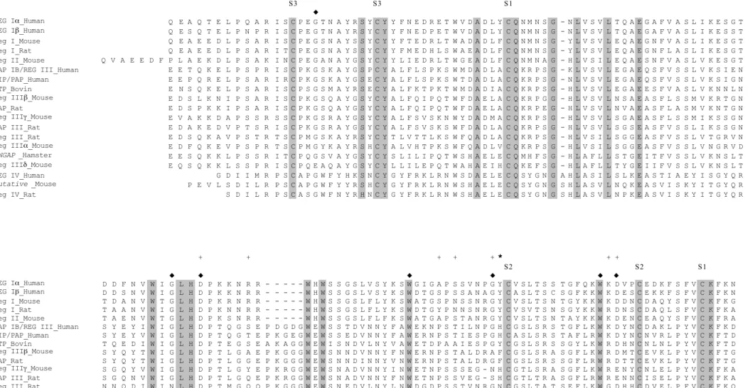 FIGURE  2 S 3 S 3 S 1 ◆ REG Iα_Human Q E A Q T E L P Q A R I S C P E G T N A Y R S Y C Y Y F N E D R E T W V D A D L Y C Q N M N S G - N L V S V L T Q A E G A F V A S L I K E S G T REG Iβ_Human Q E S Q T E L P N P R I S C P E G T N A Y R S Y C Y Y F N E D 