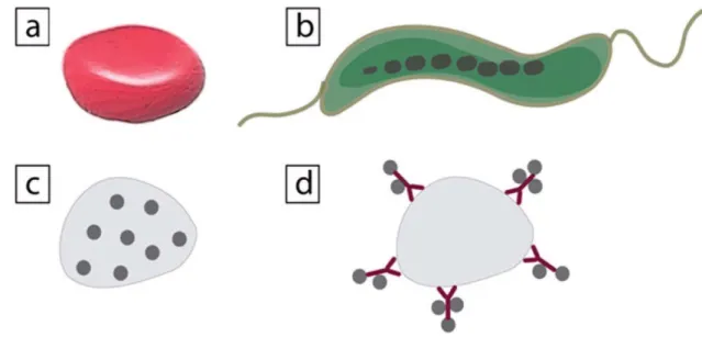Figure 1.1 Diagram of (a) a red blood cell, (b) a magnetotactic bacterium, (c) a cell with digested  magnetic nanoparticles, and (d) a cell with magnetic micro/nano particles attached to the surface  [9] 