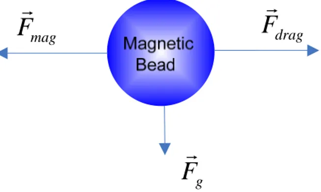 Figure 1.3 Simplified schematic diagram of the main directions of the most important forces  acting on a magnetic bead