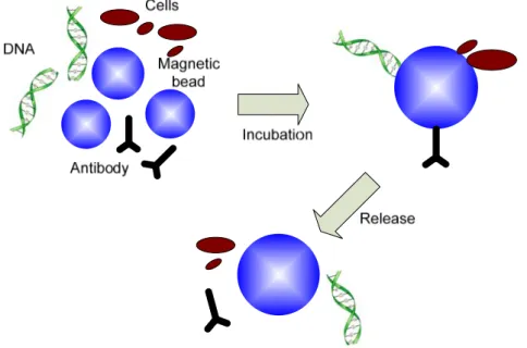 Figure 3.1 Magnetic beads as solid phase carriers for bioparticles manipulation 