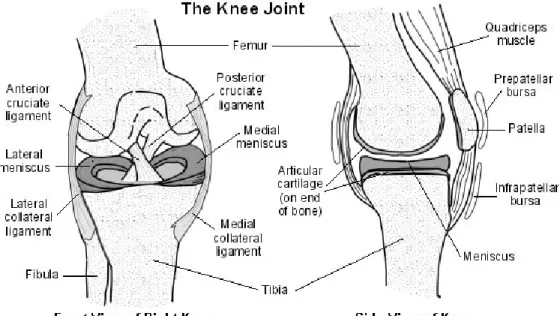 Figure 2.1: Front view (left) and side view (right) of the structure of the knee (Macmull et al.,  2010)