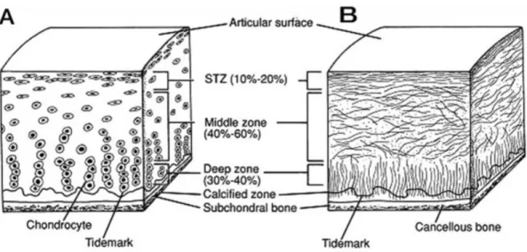 Figure 2.3: Schematic structure of healthy articular cartilage: A: cellular organization in the zones  of cartilage; B: collagen fiber orientation (Buckwalter, Mow, &amp; Ratcliffe, 1994)