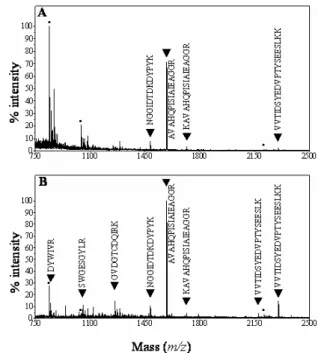 Figure 2. MALDI-TOF ion spectra generated from  tryptic digests of spots A19 and B19. Spots 19 on  gel A (no treatment) and gel B (treatment with  PVPP) were excised (see Fig