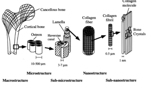 Figure 2.3 : Structure de l'os à différentes échelles. Tiré de [35] 