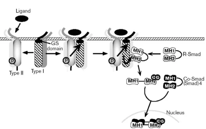 Figure 25 : Mode de signalisation des membres de la superfamille du TGF- β (Attisano et Wrana,