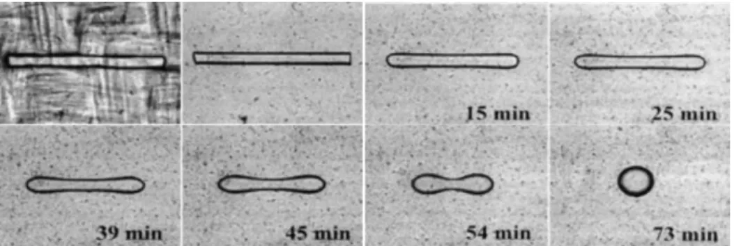 Figure  2.9.  Typical  evolution  of  short  fiber  (ethylene  vinyl  alcohol  copolymer  in  low  density  polyethylene at 200 °C) (Demarquette, 2003)