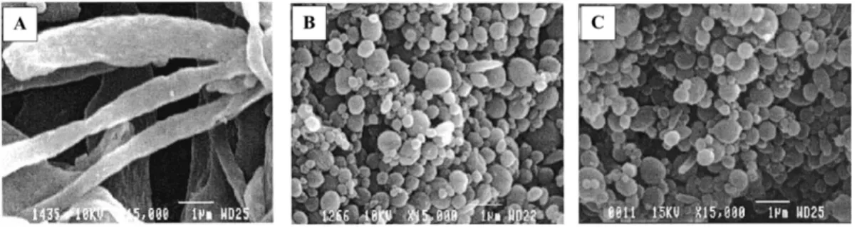 Figure  2.13.  SEM  photomicrographs  of  the  dispersed  HDPE  phase  after  the  matrix  dissolution  technique: (A) 5HDPE/95SEBS (Type I); (B) 5HDPE/95PS (Type II); (C) 5 HDPE/90 PS/20 SEBS  (Type III) (J