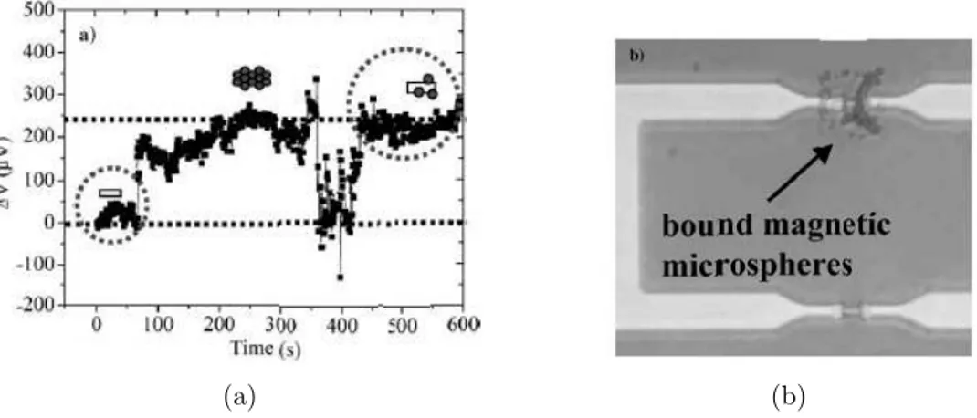 Fig. 1.7 – (a) Image de la surface d’un capteur `a vanne de spin fonctionnalis´ee par des mol´ecules de biotine apr`es le greffage de particules magn´etiques fonctionnalis´ees par des mol´ecules de streptavidine