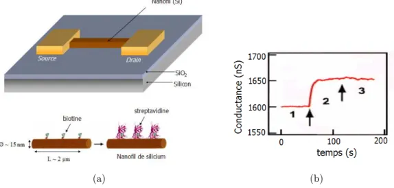 Fig. 1.19 – (a) Sch´ema illustrant la d´etection d’un interaction bitotine-streptavidine par l’interm´ediaire d’un transistor `a effet de champ bas´e sur un nanofil semiconducteur de silicium