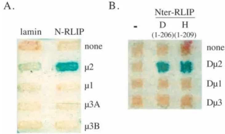 Fig. 2. The interaction between RLIP and  µ 2 is specific and conserved through evolution