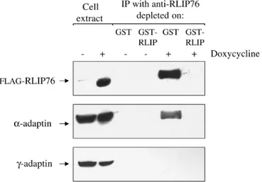 Fig. 3. AP2 and RLIP76 form a complex in vivo. FRD1.1 cells were stimulated (+) or not ( − ) with doxycycline, and cell extracts were prepared (see Materials and Methods) in conditions that maintain integrity of the AP complexes