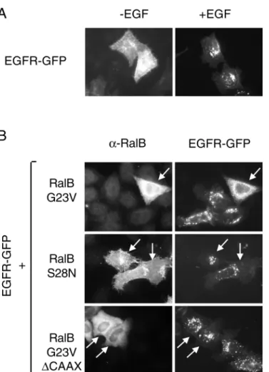 Fig. 7. Deficiency in RLIP interaction affects RalB-mediated inhibition of endocytosis