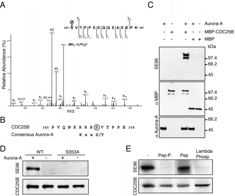 Fig. 1. Aurora-A phosphorylates CDC25B on serine 353 in vitro and in vivo. (A) MS/MS spectrum of the monophosphorylated peptide, 353- 353-SVTPPEEQQEAEEPK-367 (doubly charged precursor ion, MH2 2+ , at m/z 889.38) displays series of b- and y-ions [according