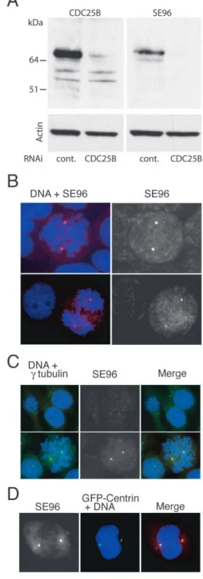 Fig. 2. Serine 353-phosphorylated CDC25B is located at the centrosome. (A) CDC25B RNA interference
