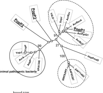Fig. 1. Phylogenic tree of members showing the relationship between members of AvrRxv/YopJ family of type III-dependent pathogenicity effectors