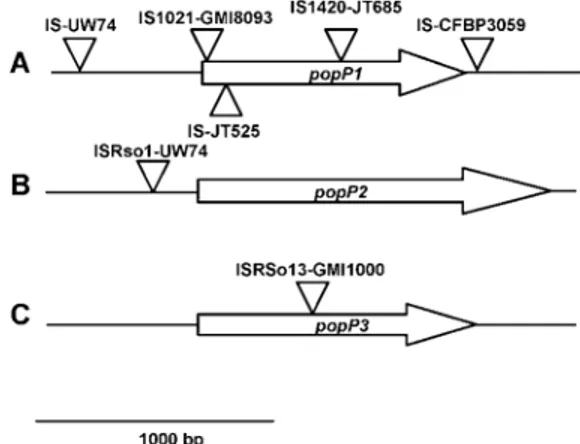 Fig.  2.  Neighbor-joining tree established upon alignments of the nucleotide sequences of A,  partial  popP1,  B,  full-length  popP2, and C,  partial-length