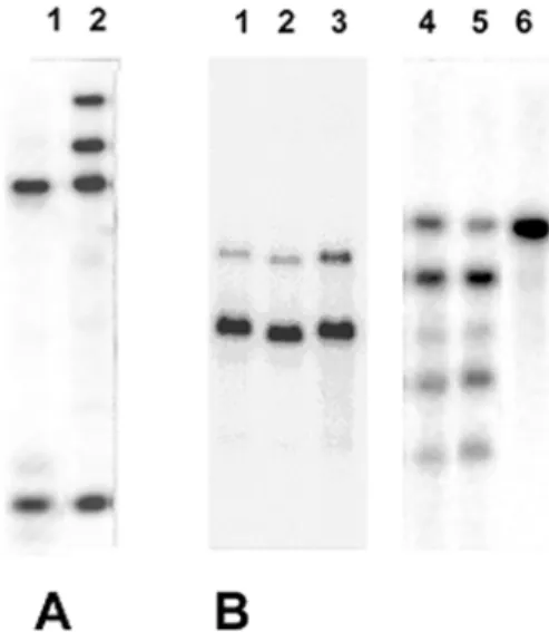Fig. 4. Hybridization patterns of a popP2 probe against EcoRI digests of 