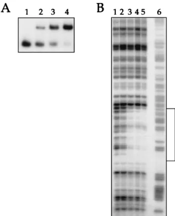 FIG. 6. CtsR binds specifically to the groESL promoter region. In gel mobility shift experiments (A), radiolabeled DNA fragments (10,000 cpm) were incubated with increasing amounts of purified CtsR