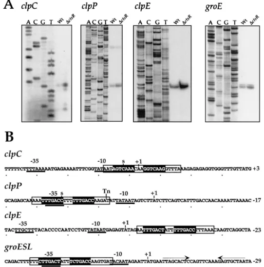 FIG. 7. (A) Primer extension analysis of clpC, clpP, clpE, and groE mRNAs in the ⌬ctsR mutant