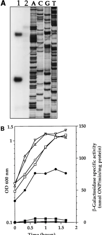 FIG. 1. (A) clpP expression in strain R638 is drastically reduced. Primer extension analysis of clpP mRNA was performed with total RNAs isolated from parental strain R800 (lane 1) and spc93::clpP mutant strain R638 (lane 2)