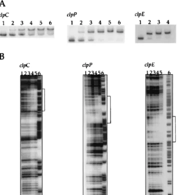 FIG. 4. CtsR binds specifically to the clpC, clpP, and clpE pro- pro-moter regions. In gel mobility shift experiments (A), radiolabeled DNA fragments (10,000 cpm) corresponding to the clpC, clpP, and clpE promoter regions were incubated with increasing amo