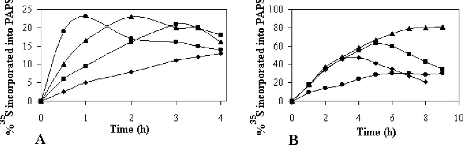 Figure 1B shows the incorporation of labeled sulfate into PAPS when 10 mM GTP was added to the reaction  mix-ture