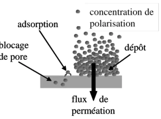 Figure 3.3. Mécanismes de colmatage 